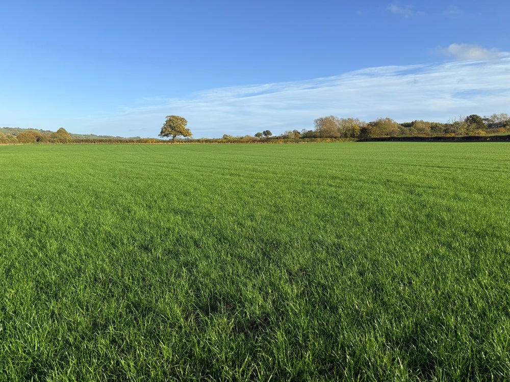 Topping a Horse Paddock in Summer: A Practical July Guide