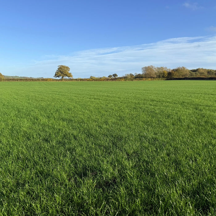 Topping a Horse Paddock in Summer: A Practical July Guide