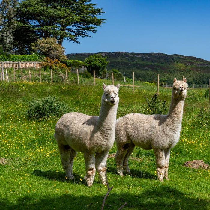 Alpaca Rearing & Feeding Guide (UK)