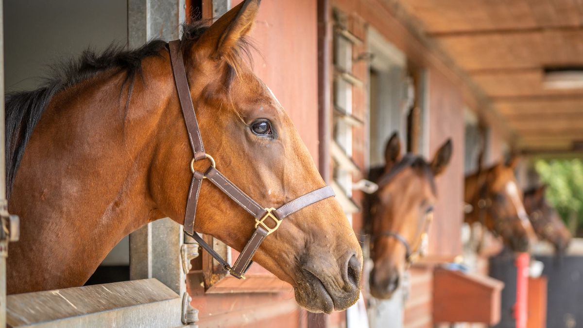 Box Rest and Recovery: How to Create a Comfortable Stable