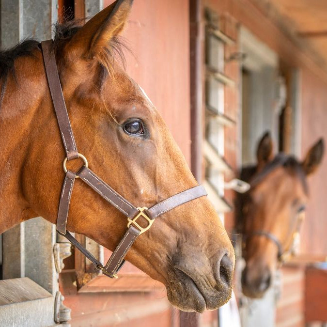 Box Rest and Recovery: How to Create a Comfortable Stable