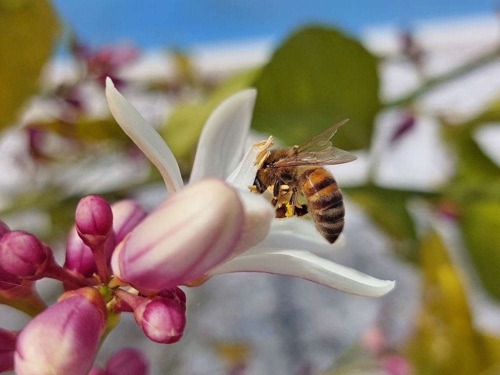 Flower Power: How Bees and Flowers Sustain Our Countryside