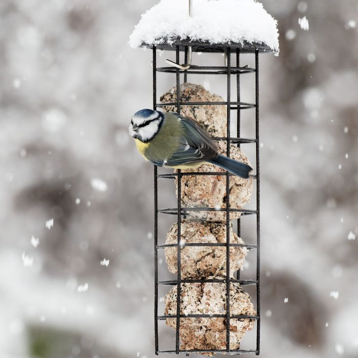 What to Feed Birds in Winter (and What Not To): Safe, Nutritious Choices for UK Gardens