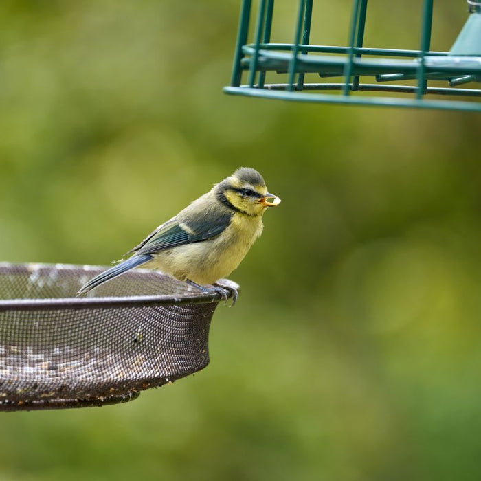 Best Winter Bird Feeder Types: Hanging vs Table vs Ground (What Suits Which Birds?)