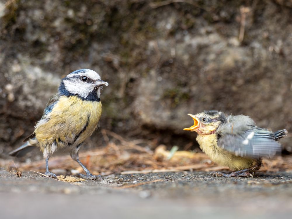 Fledgling Season in the UK: What to Do (and Not Do) If You Find a Baby Bird