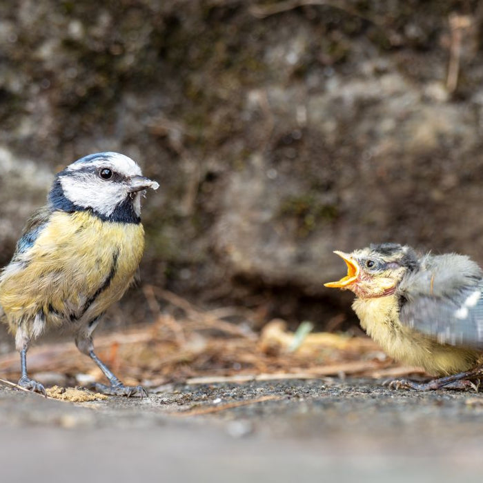Fledgling Season in the UK: What to Do (and Not Do) If You Find a Baby Bird