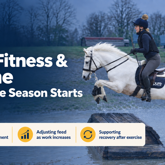 Bringing a Horse Back into Work: Which Pure Feed Should You Choose?