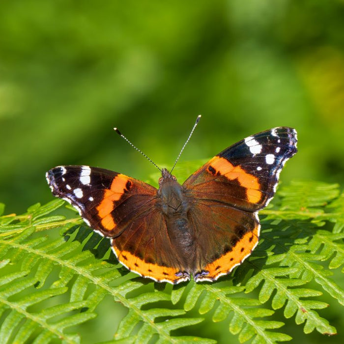 Creating a Flutter: How to Attract Butterflies to Your Garden