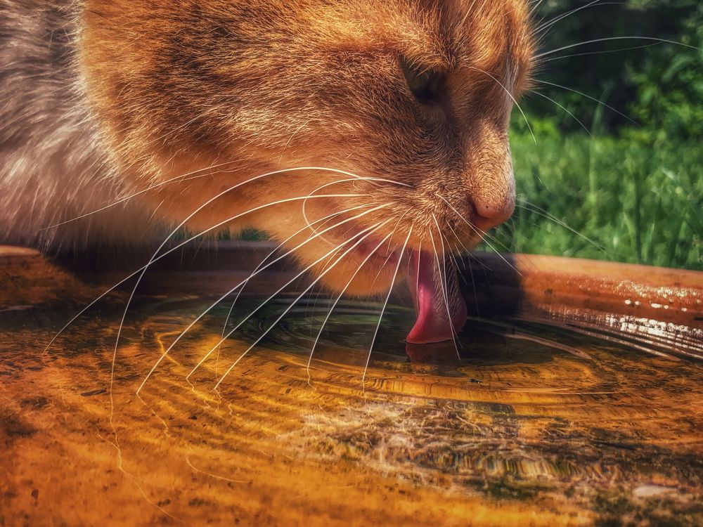 Summer Cat Care in the UK: Keeping Cats Cool, Hydrated &amp; Comfortable