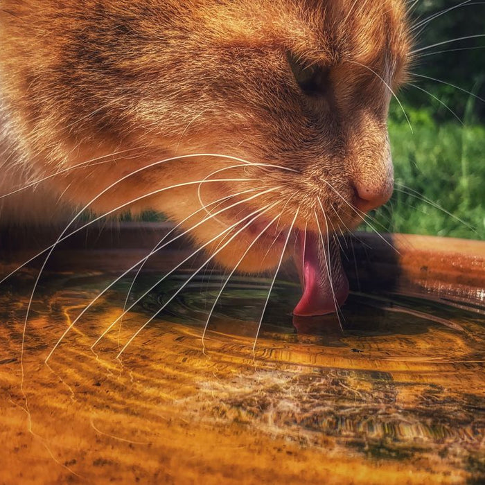 Summer Cat Care in the UK: Keeping Cats Cool, Hydrated &amp; Comfortable