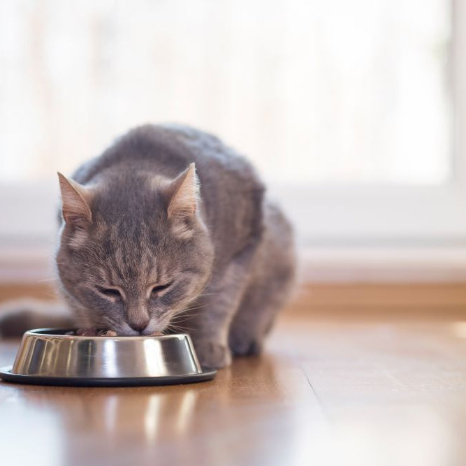 Picking the Right High Quality Cat Food for Your Furry Friend