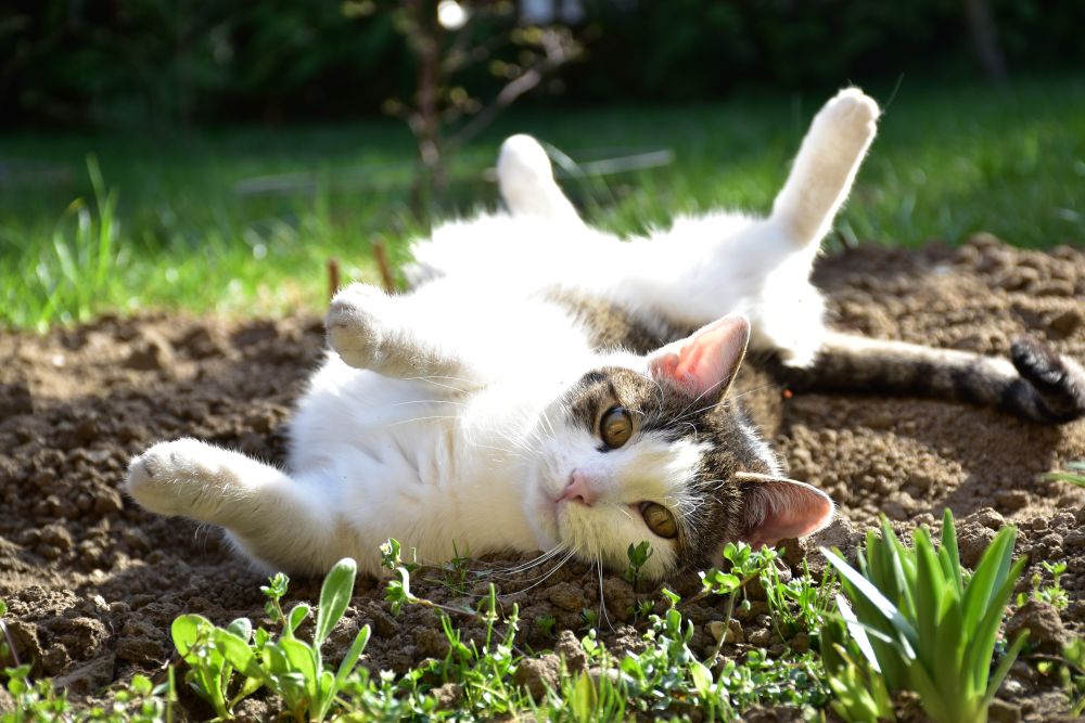 Keeping Cats Cool in a UK Heatwave: Simple Summer Safety Tips