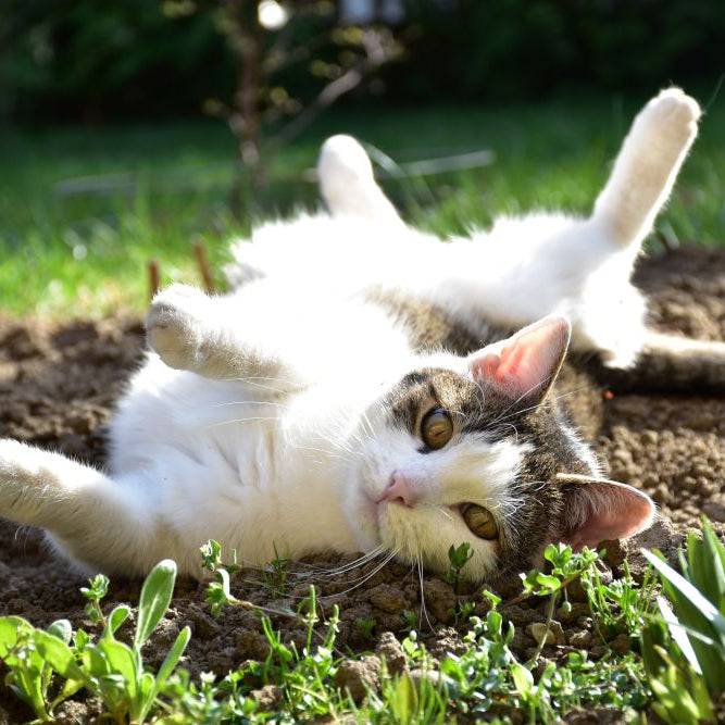 Keeping Cats Cool in a UK Heatwave: Simple Summer Safety Tips