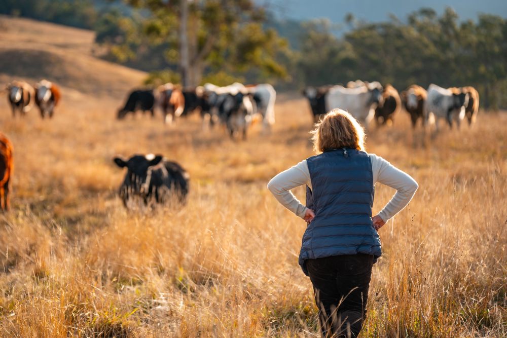 From Pasture to Plate: Making the Most of Your Home-Reared Beef
