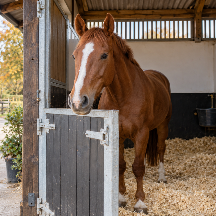 Chestnut horse in a bright stable with high ventilation openings and clean bedding