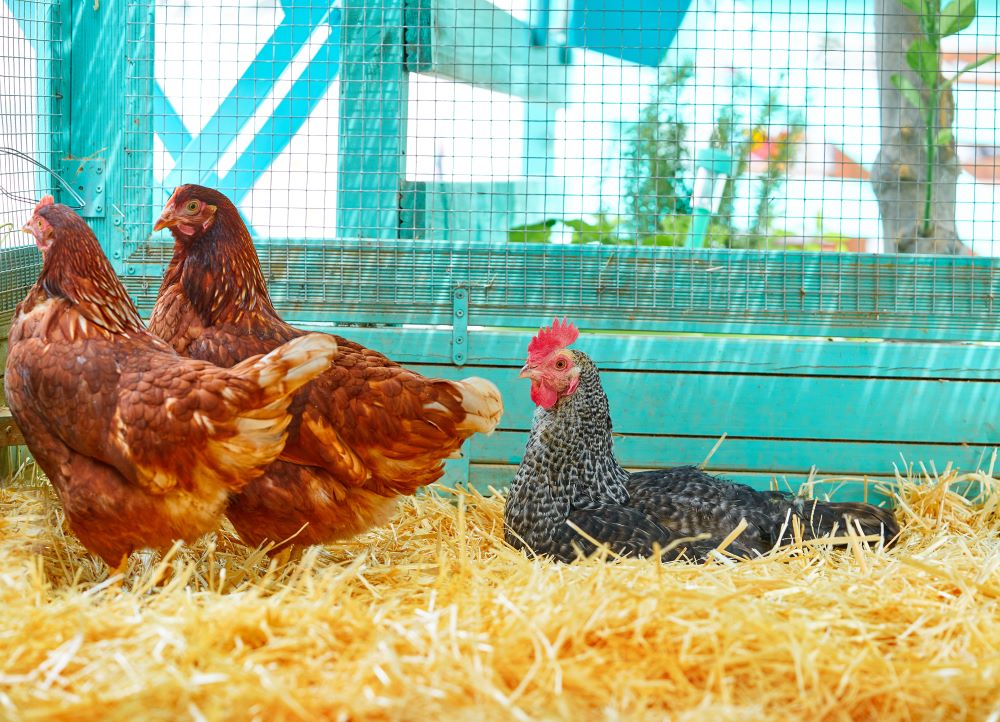 Choosing the Best Bedding for Your Chickens: A Guide for Happy, Healthy Poultry