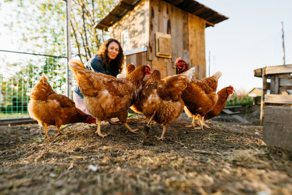 Poultry in Warm Weather: Red Mite Checks, Coop Hygiene & Keeping Hens Comfortable