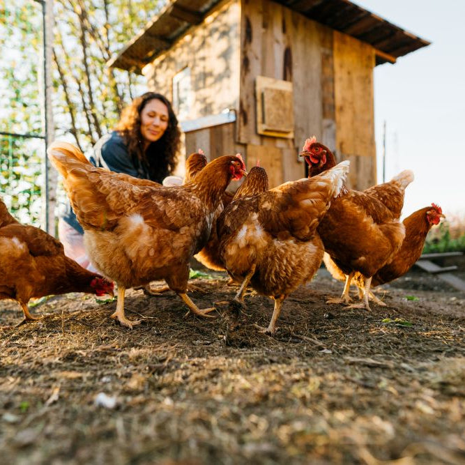 Poultry in Warm Weather: Red Mite Checks, Coop Hygiene & Keeping Hens Comfortable