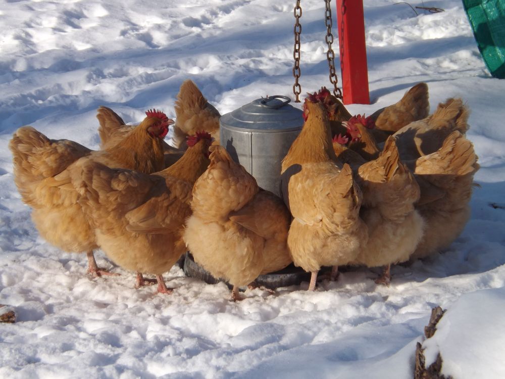 How Much Feed Do Laying Hens Need Per Day in Winter? (By Flock Size)