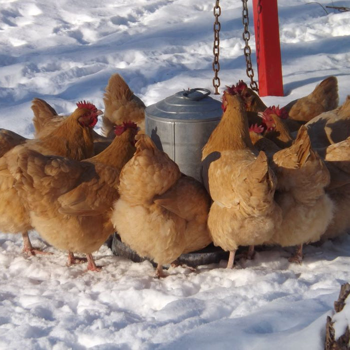 How Much Feed Do Laying Hens Need Per Day in Winter? (By Flock Size)
