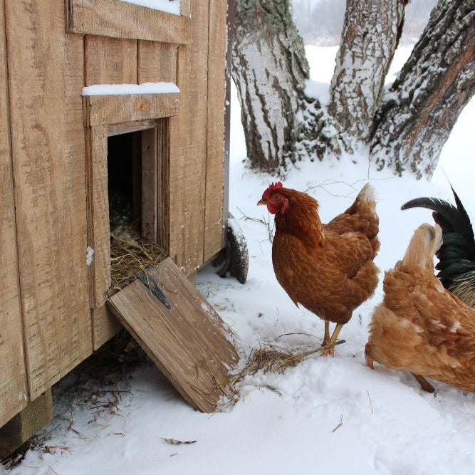 Chicken Winter Care Checklist (UK): Keeping Hens Healthy, Fed and Laying