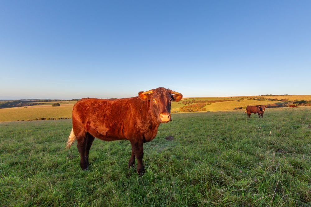 The Smallholder’s Seasonal Journal: September Edition