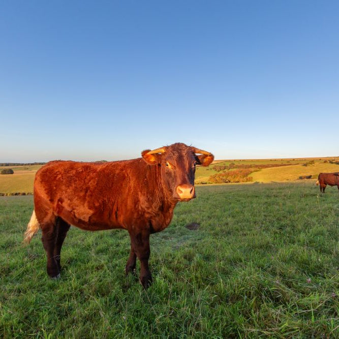 The Smallholder’s Seasonal Journal: September Edition