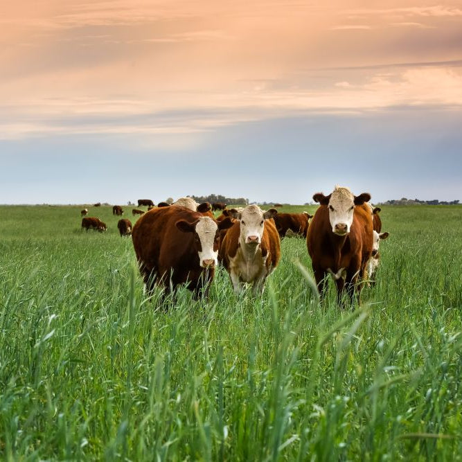 How Can You Prevent Metabolic Disorders in House Cows? (Holistic Grazing & Nutrition)