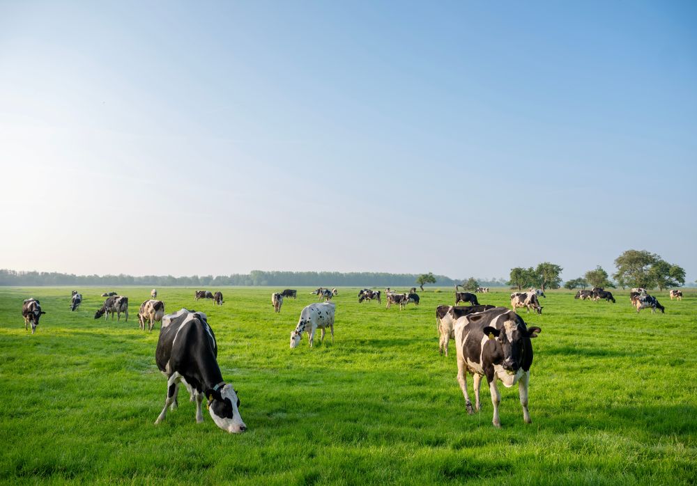 The Smallholder's Seasonal Journal: May Edition