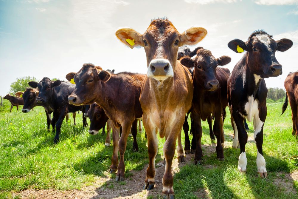 Summer Pasture & Water: Simple Grazing Management for Smallholders (Late June)