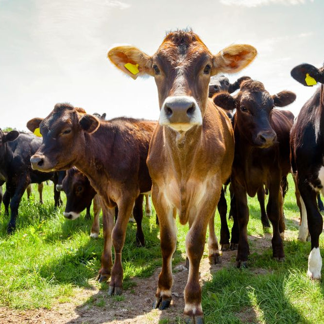 Summer Pasture & Water: Simple Grazing Management for Smallholders (Late June)