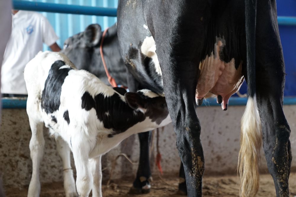What Is Ketosis in Dairy Cows? (How to Recognise & Reduce the Risk)