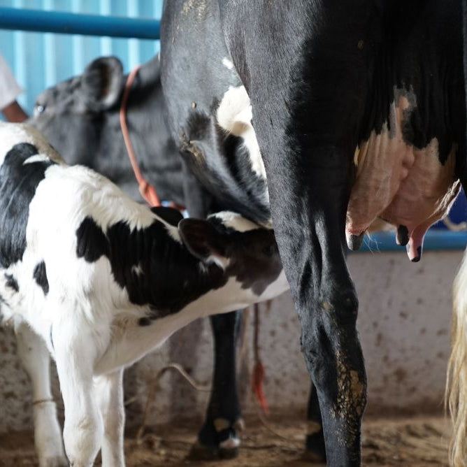 What Is Ketosis in Dairy Cows? (How to Recognise & Reduce the Risk)