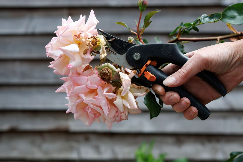 Mid-June Garden Checklist: 10 Calm, Quick Jobs for a Thriving Summer Garden