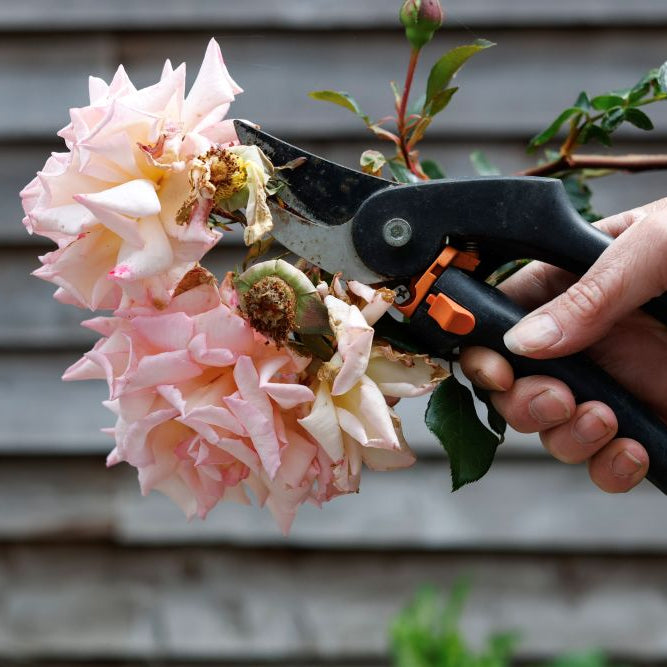 Mid-June Garden Checklist: 10 Calm, Quick Jobs for a Thriving Summer Garden