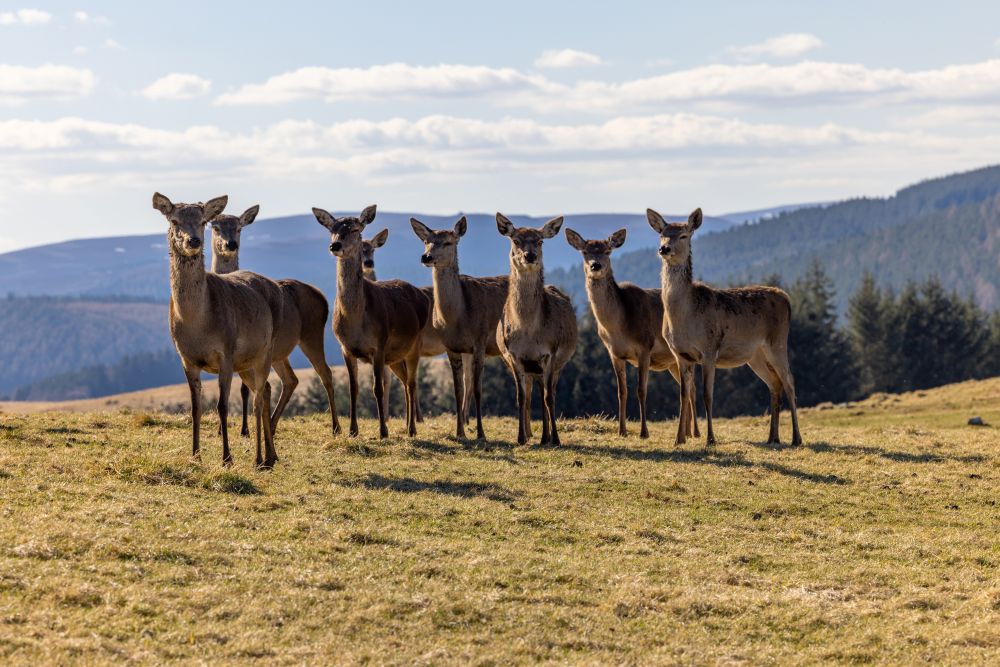 A Guide to Rearing & Feeding Deer