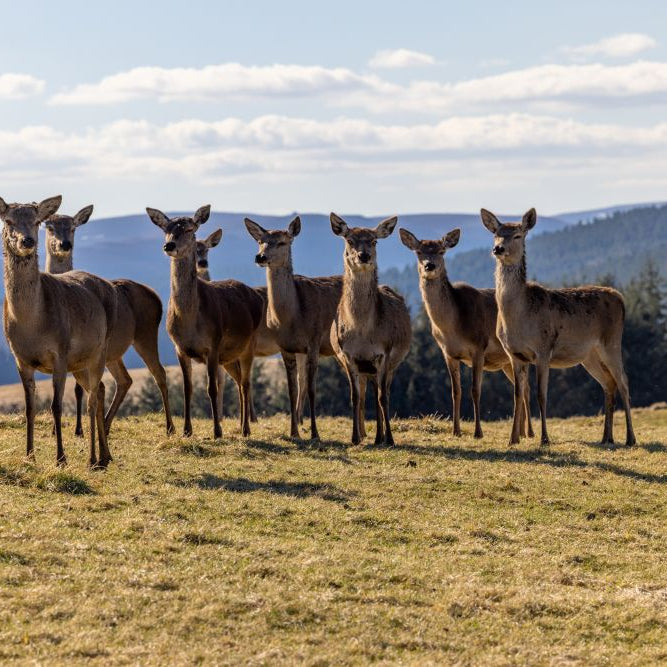 A Guide to Rearing & Feeding Deer