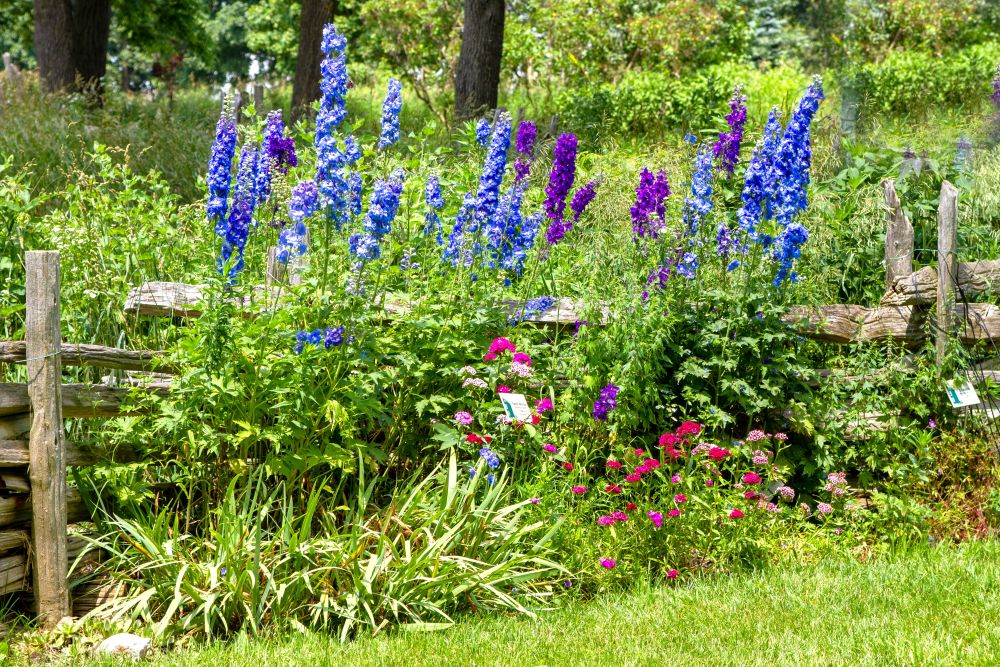 Late June Garden Jobs: Stake, Snip & Tidy for a Strong Summer