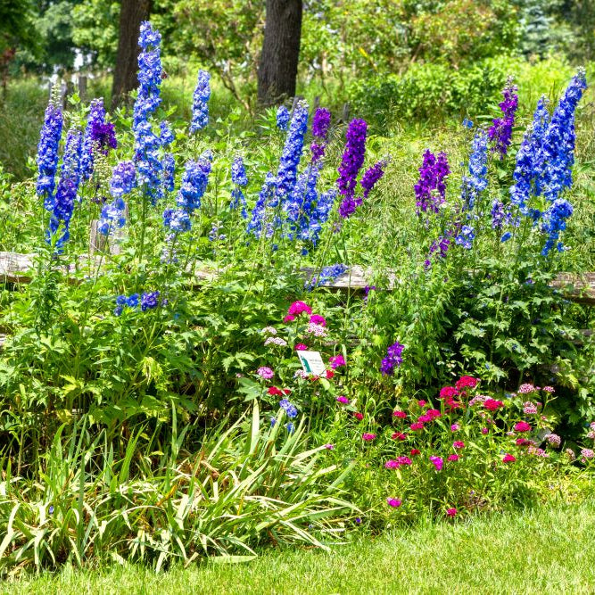 Late June Garden Jobs: Stake, Snip & Tidy for a Strong Summer