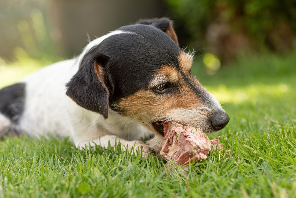Can Dogs Eat Bones for Dental Health? Separating Fact from Fiction