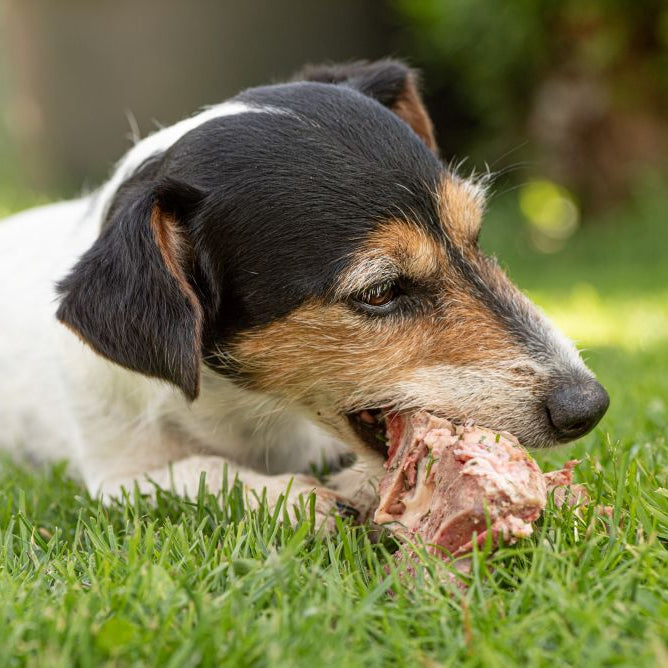 Can Dogs Eat Bones for Dental Health? Separating Fact from Fiction