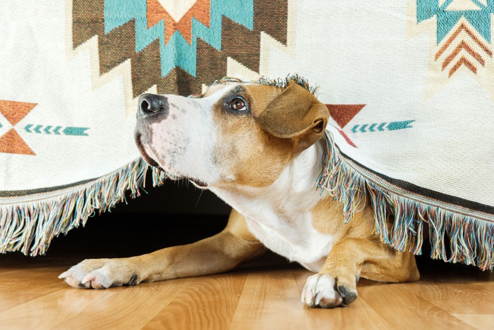 Fireworks Anxiety in Dogs: Gentle Prep You Can Start Now (Before Autumn)