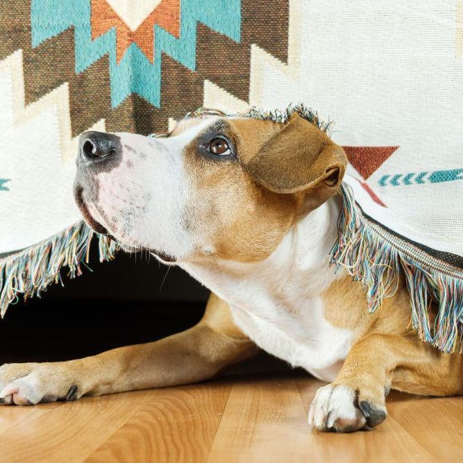 Fireworks Anxiety in Dogs: Gentle Prep You Can Start Now (Before Autumn)