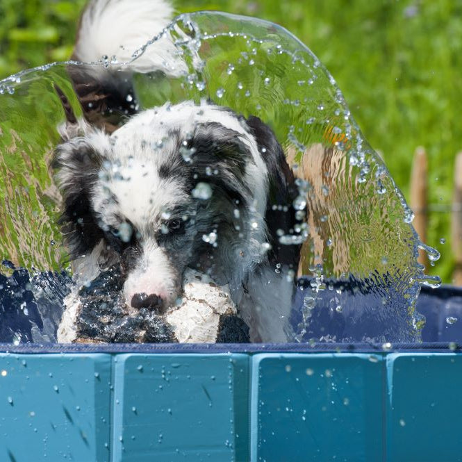 Top 10 Must-Haves for Summer Fun with Your Dog