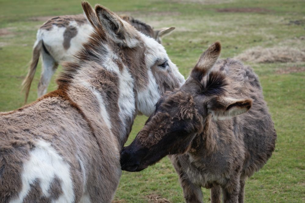 Donkey Feeding Guide