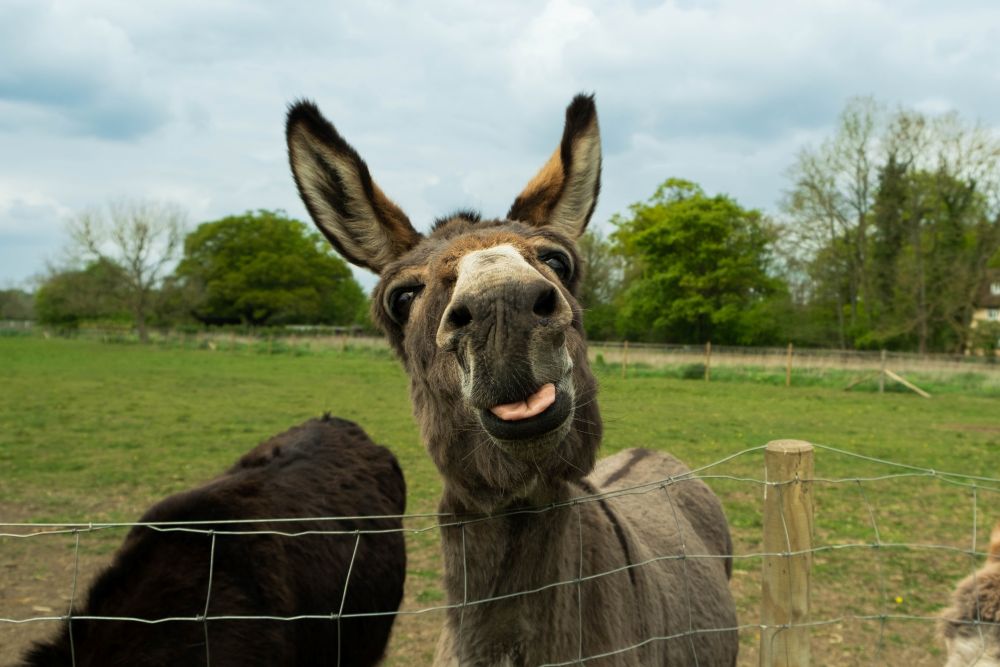 Understanding Donkeys: Instincts, Emotions & Everyday Care
