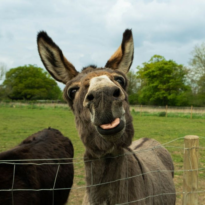 Understanding Donkeys: Instincts, Emotions & Everyday Care