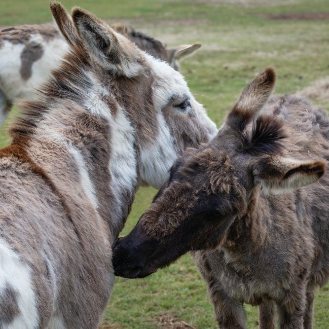 Donkey Feeding Guide