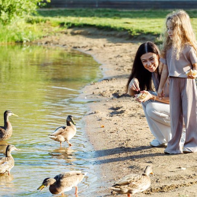 Bread is NOT Good for Ducks and Wild Birds: What to Feed Instead
