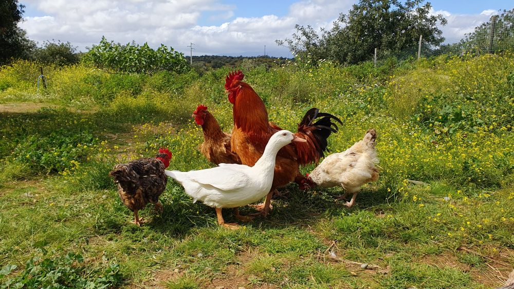 Can Ducks and Chickens Live Together? Practical Tips for Mixed Poultry Flocks